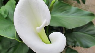 Les arums peuvent provoquer des intoxications. Toute la plante est toxique, notamment sa sève et ses baies. ©Valérie Vidril